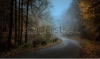 stock-photo-path-to-the-forest-with-fog-162758024