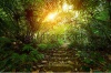 stock-photo-path-with-stairs-in-a-tropical-forest-138880685