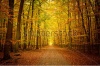 stock-photo-pathway-in-the-autumn-forest-61854253