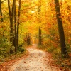 stock-photo-pathway-through-the-autumn-forest-108456170