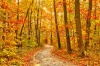 stock-photo-pathway-through-the-autumn-forest-108730421
