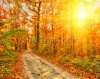 stock-photo-pathway-through-the-autumn-forest-110664512