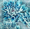 stock-photo-photo-illustration-of-abstract-flower-petals-in-blue-97436714