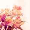 stock-photo-pink-alstroemeria-isolated-on-white-background-closeup-108497564