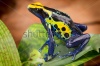 stock-photo-poison-dart-frog-dendrobates-tinctorius-from-the-amazon-rain-forest-near-the-border-of-surin