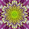 stock-photo-purple-concentric-flower-center-macro-close-up-mandala-kaleidoscopic-design-166988213