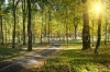 stock-photo-rays-of-sun-in-autumn-park-231434557
