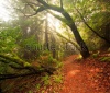 stock-photo-rays-of-sunshine-break-through-a-wet-moss-covered-rain-forest-in-california-97624148