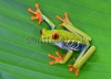 stock-photo-red-eyed-tree-frog-or-gaudy-leaf-frog-or-agalychnis-callidryas-a-arboreal-hylid-native-to-tr