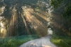 stock-photo-road-and-sunbeams-in-strong-fog-in-the-forest-152768303