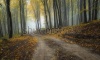 stock-photo-road-through-a-misty-forest-with-beautiful-colors-in-autumn-68268607