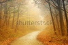 stock-photo-road-through-the-autumn-forest-46469863