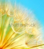 stock-photo-soft-dandelion-flowers-macro-border-over-sky-blue-background-77212162