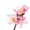 stock-photo-spring-flowering-branches-pink-flowers-no-leaves-blossoms-almond-isolated-on-white-backgroun