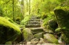 stock-photo-stone-staircase-leading-up-a-walkway-through-the-black-forest-germany-141815269