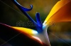 stock-photo-strelicium-flower-closeup-macro-121240702