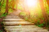 stock-photo-summer-forest-pathway-in-plitvice-national-park-croatia-278039972
