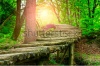 stock-photo-summer-forest-pathway-in-plitvice-national-park-croatia-278039975