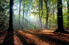 stock-photo-sunbeams-pour-into-the-autumn-forest-creating-a-mystical-ambiance-9414205