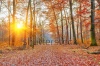 stock-photo-sunset-in-the-autumn-forest-110839094