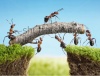stock-photo-team-work-ants-constructing-bridge-80955316