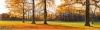 stock-photo-the-bright-colors-of-autumn-trees-dry-leaves-in-the-foreground-autumn-landscape-panorama-151494