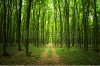 stock-photo-trail-into-a-green-forest-133164566