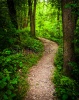 stock-photo-trail-through-lush-green-forest-in-codorus-state-park-pennsylvania-150128987