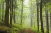 stock-photo-trail-through-the-foggy-spring-forest-190624283