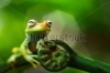 stock-photo-tree-frog-hypsiboas-punctatus-a-small-treefrog-from-the-amazon-rain-forest-macro-of-a-tropic