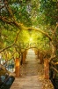 stock-photo-tropical-exotic-travel-concept-wooden-bridge-in-flooded-rain-forest-jungle-of-mangro