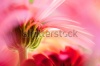 stock-photo-under-a-pink-gerbera-daisy-96802759