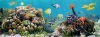 stock-photo-underwater-panorama-in-a-coral-reef-with-colorful-tropical-fish-and-sea-life-97186160