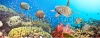 stock-photo-underwater-panorama-with-turtle-coral-reef-and-fishes-67096153