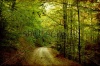 stock-photo-vintage-photo-of-curving-road-in-autumn-forest-115169557