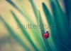 stock-photo-vintage-photo-of-ladybug-on-grass-194182118