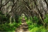 stock-photo-walking-track-with-trees-forming-a-beautiful-tunnel-to-walk-through-in-victoria-aust