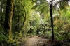stock-photo-walking-trail-in-new-zealand-tropical-forest-62247268
