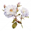 stock-photo-white-roses-bush-botanical-watercolor-229684966