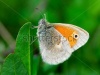 stock-photo-wonderful-world-of-wild-butterfly-macro-141784528