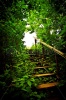stock-photo-wooden-staircase-in-a-forest-thicket-60423622