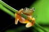 stock-photo-yellow-dots-frog-97333703