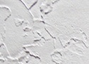 Виниловые обои на тканевой основе Korographics Mongahello Текстура 