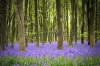 stock-photo-a-carpet-of-bluebells-in-the-woods-hampshire-uk-44817520
