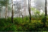 stock-photo-a-north-forest-in-fog-latvia-83967319