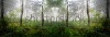 stock-photo-a-north-forest-in-fog-latvia-94149787