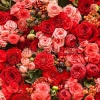 stock-photo-abstract-background-of-flowers-close-up-112513124