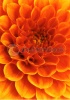 stock-photo-abstract-flower-and-beautiful-petals-94649335
