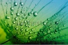 stock-photo-abstract-macro-photo-of-dandelion-seeds-with-water-drops-161400743