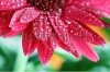 stock-photo-abstract-of-a-red-gerber-daisy-macro-with-water-droplets-on-the-petals-extreme-shallow-depth
